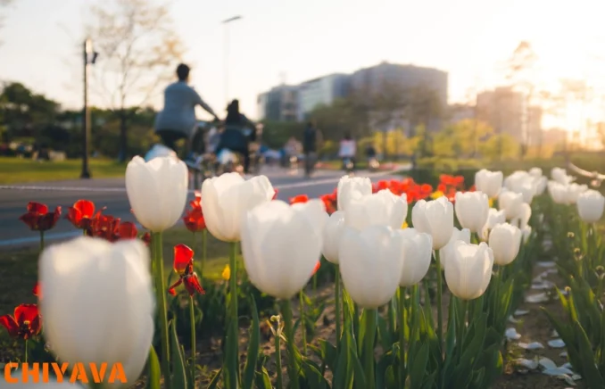 تفاوت چرخ دوچرخه 26، 27.5 و 29 اینچ؛